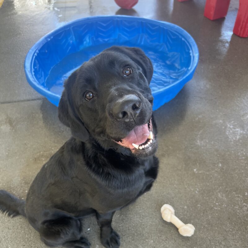Cosmo is sitting in community run, gazing up at the camera with a smile on his face. There is a blue kiddie pool and a red play structure in the background.