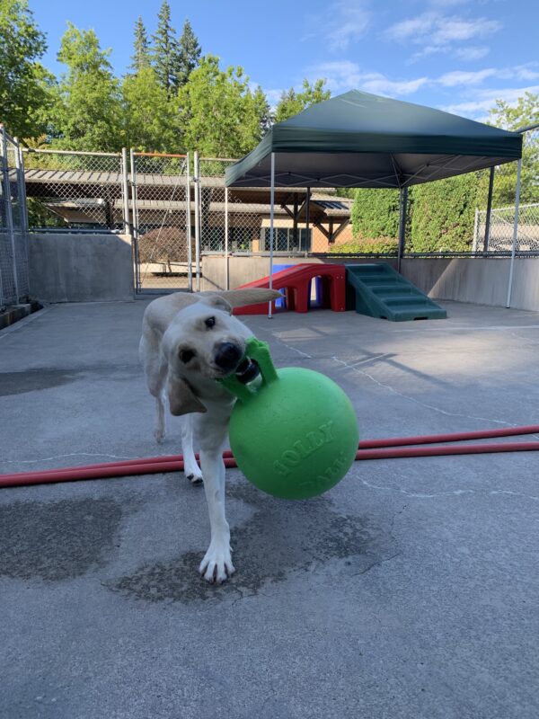 Female yellow lab, Debbie, runs towards the camera with a green jolly ball in her mouth. She has her head tilted to the side, about to shake the jolly ball.