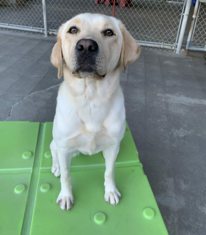 Female yellow lab, Debbie, sits on a green play structure looking at the camera.