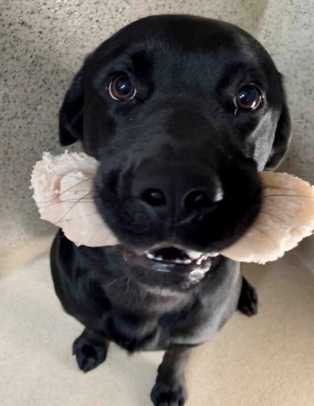 <p>A sweet close up of black labrador Dudley sitting with a Nylabone in his mouth, looking directly into the camera.</p>