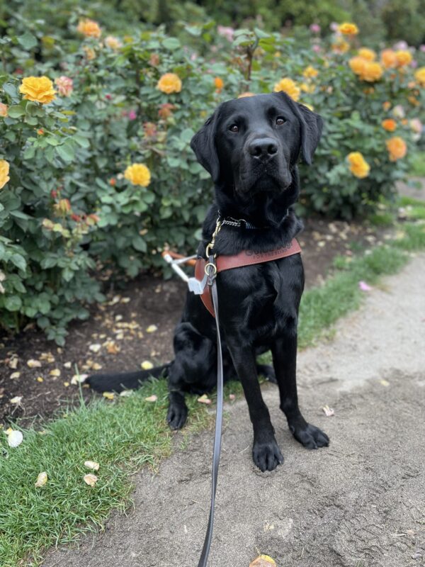 Ergo, male black lab, sits in front of a yellow rose bush with his harness on. He is looking into the camera seriously.