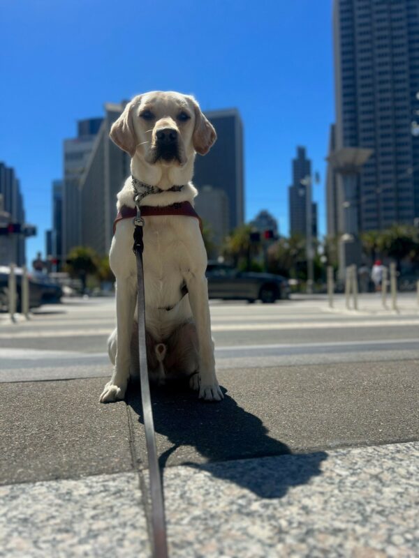 Yellow lab in harness, Gruyere, sits square, looking at the camera. San Francisco city buildings and a blue sky in the background.