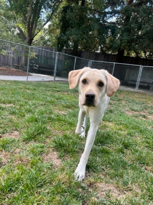 Yellow lab Gruyere runs towards the camera with his ears forward in mid stride. He is in a grassy paddock on GDB's campus with redwood trees in the background.