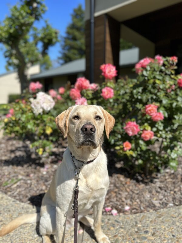Yellow Labrador Horton sits in the sunshine on a stone cement walkway in front of budding pink roses.