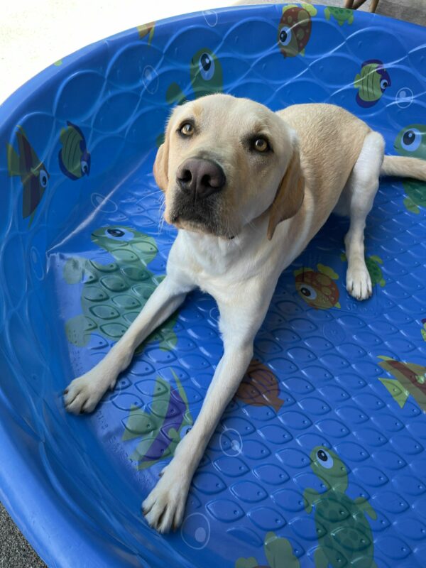 <p>Yellow Labrador Horton lies in a blue kiddie pool decorated with colorful fish and turtles.  Horton is looking up at the camera.</p>