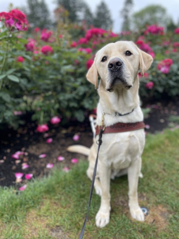 Jeeves, a yellow male lab, looks into the camera sweetly while wearing his harness and a pink rose bush is behind him.
