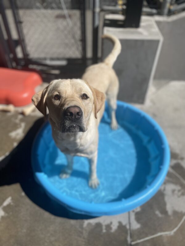 Jeeves, a yellow male lab, stands in a blue kiddie pool and looks into the camera.