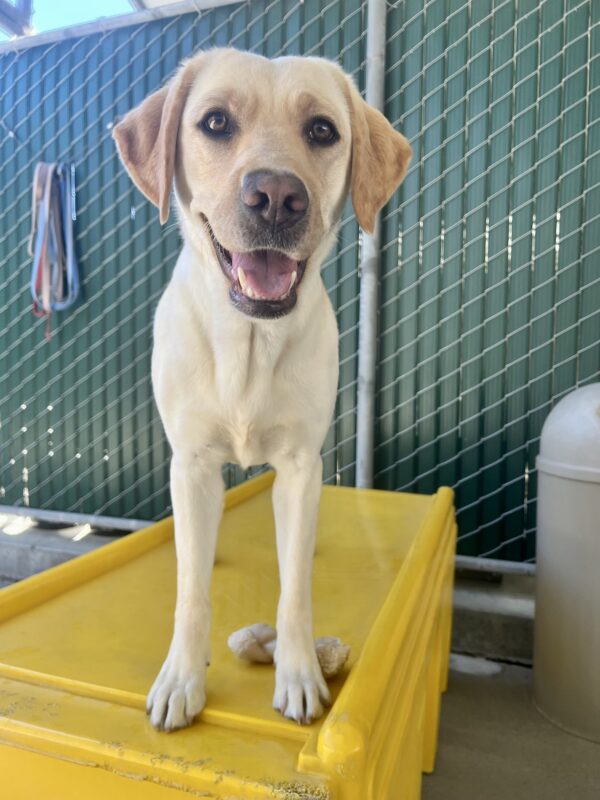 Jen, a yellow lab, is standing on a bright yellow, plastic play structure. There is a tan bone behind her front paw. She is looking into the camera with a smile.