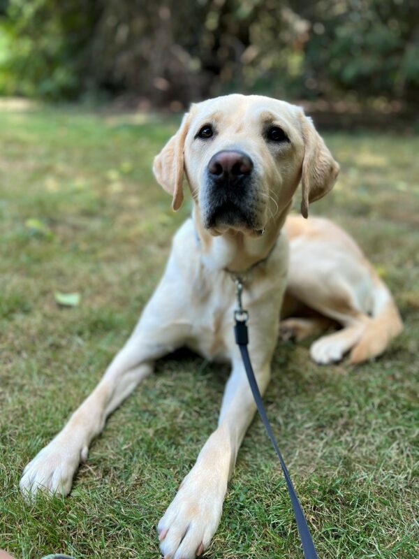 Sweet yellow lab, Lindsay, lays in a grassy field while looking eagerly towards the camera.