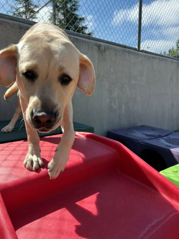 Lindsay, a very happy yellow lab, stands on a red play structure in the community run area of the Oregon campus.  She is walking towards the camera with a wagging tail and 