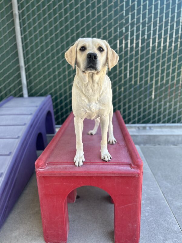 Yellow lab Martes is standing on top of a red play structure looking at the camera.
