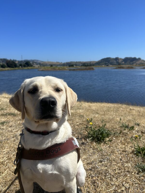 Yellow lab Martes sits in harness in a field of browning grass with patches of yellow flowers. In the background is a marsh and some small mountains.