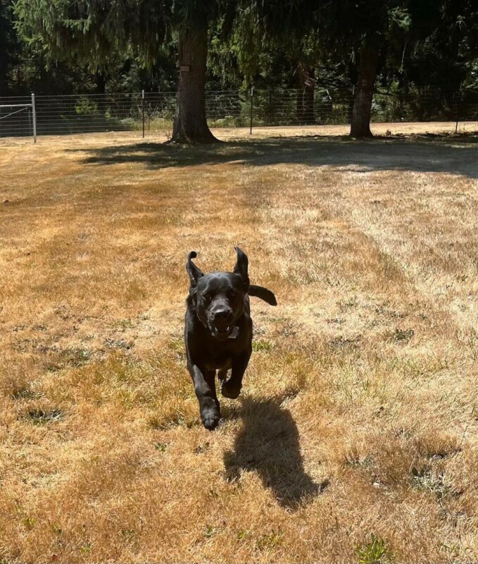 Black Lab McGee running in a (brown) grass field towards the camera.
