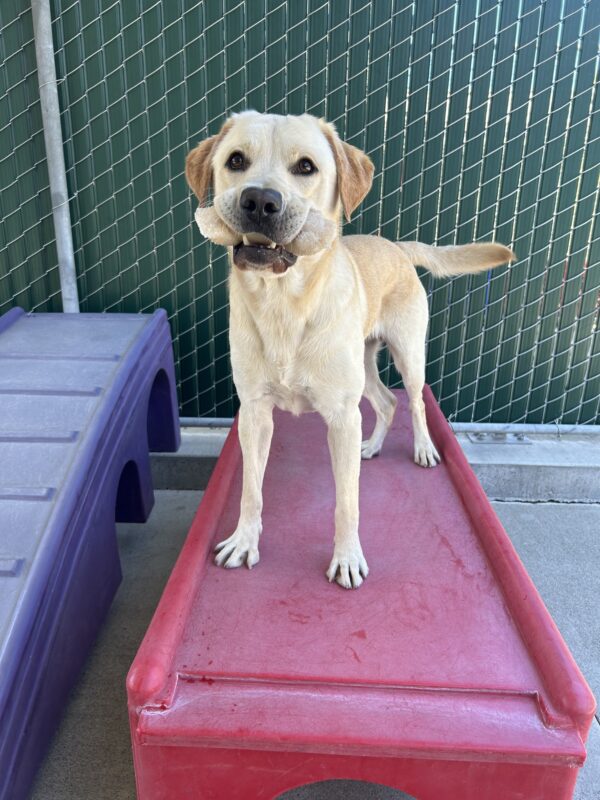 Yellow lab Wrigley is standing on a red play structure. He is looking at the camera and holding a Nylabone in his mouth with his tail wagging.
