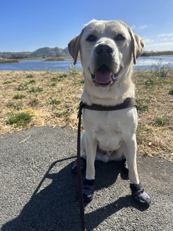 Yellow lab Wrigley sits in harness on a paved pathway with his tongue out. He is wearing boots on all four paws. In the background is a marsh and a field of browning grass with patches of yellow flowers.