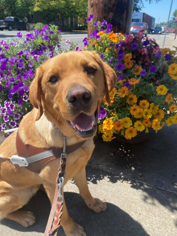 Yellow lab, Chorizo, sits in front of a colorful pot of flowers on a sidewalk.  Chorizo is wearing a guide dog harness and has his mouth open with a friendly look on his face.  Behind him is a telephone pole, street, and store fronts.