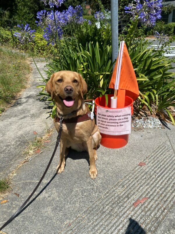 Couscous, a female, yellow lab sits beside an orange bucket with orange flags in it. The bucket reads 