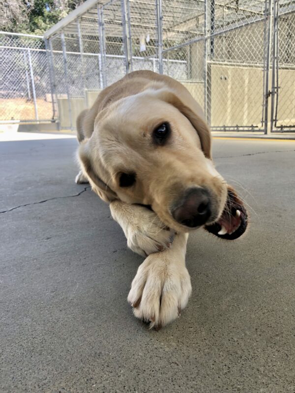 Herbie, a short-coated Labrador Retriever and Golden Retriever cross, lays down on the cement play area. He is actively chewing a Nylabone that is propped up, hidden between his feet, and open mouth. Herbie's head is tilted almost completely sideways as he chews facing the camera.
