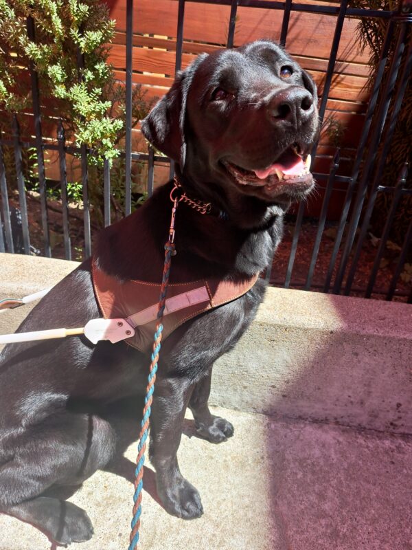 Black lab (Sparrow) sits in harness in front of a black fence with a smile on her face.