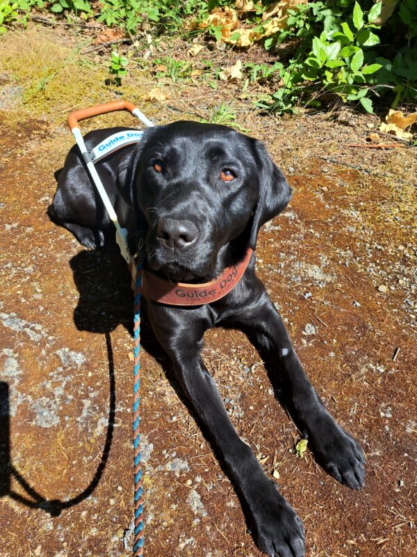 Black lab (Belaire) lays down in harness on a dirt pathway with greenery behind her.
