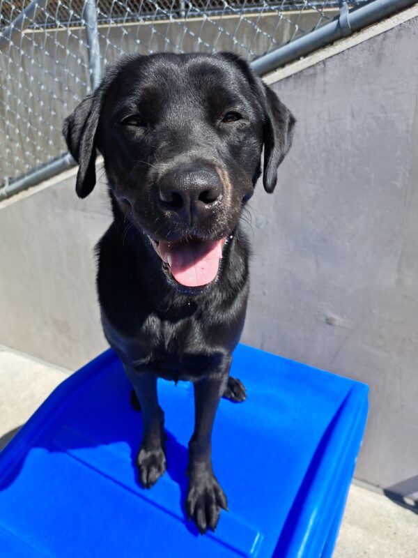 Black lab (Sparrow) sits on a blue play structure. Squinting her eyes with a smile on her face.