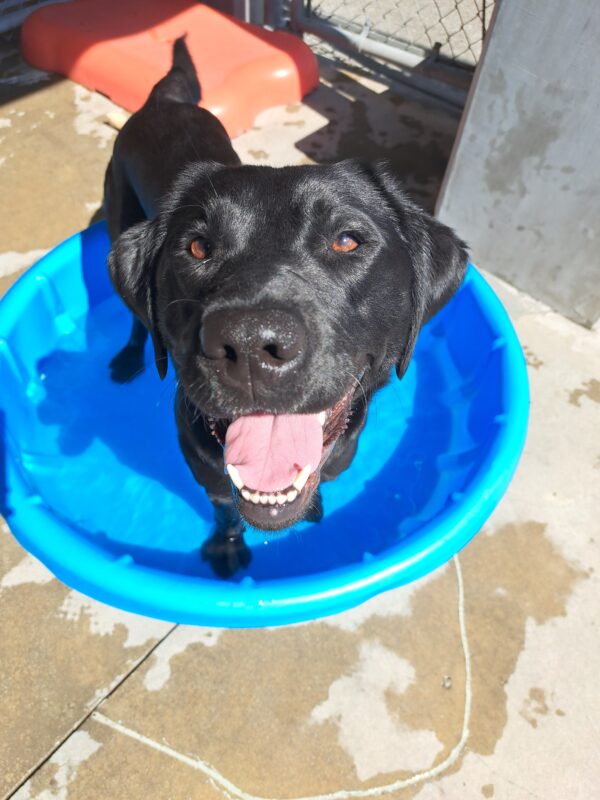 Black lab (Belaire) stands in a blue pool with a smile on her face.