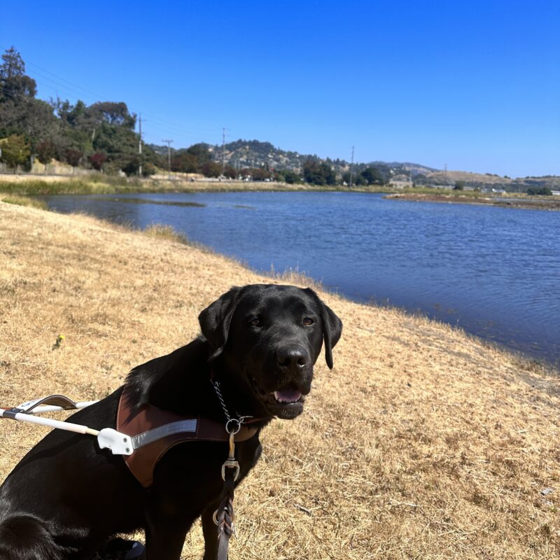 Delilah in harness sitting on brown grass with a pond in the background.
