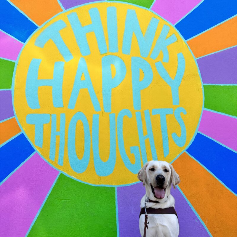 Oak sitting in harness with a colorful sign on the wall with