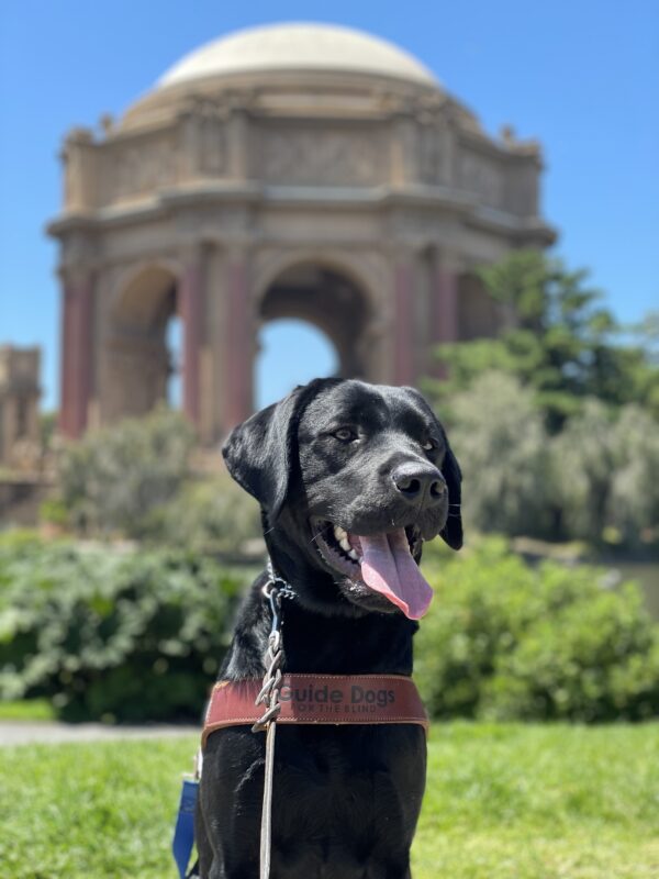 Photo is of black lab male Joel sitting in harness in front of the Palace of Fine Arts. He is smiling with his head facing slightly to the right of the camera.