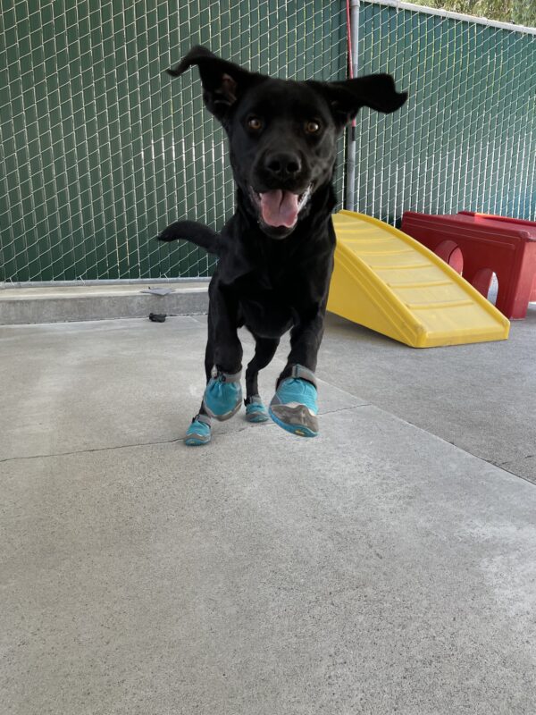 Photo is of Joel leaping toward the camera in community run while wearing teal booties on all four paws.