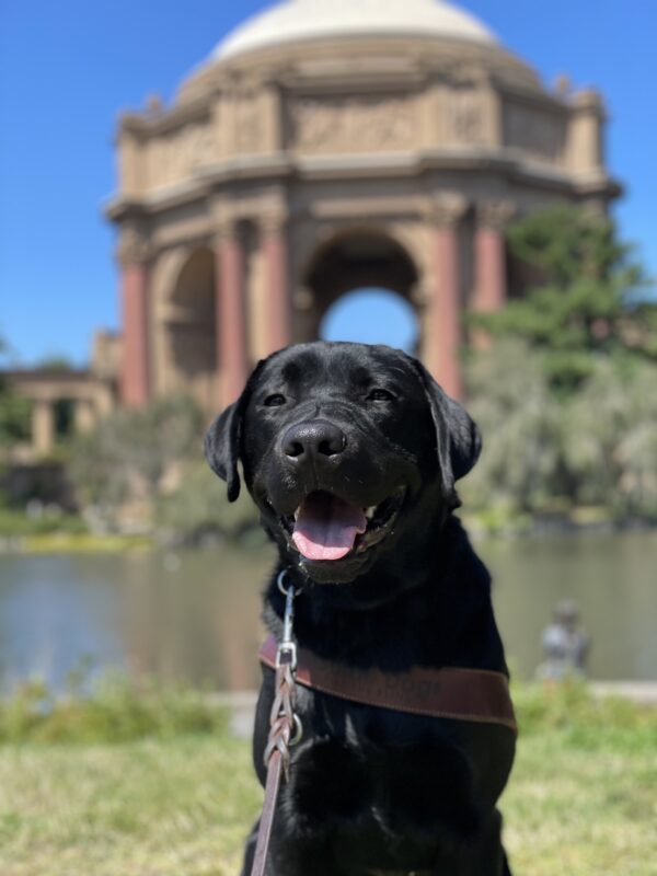 Photo is a close up of black lab male Seger sitting in harness in front of the palace of fine arts. He is facing the camera  with an open-mouthed smile on his face.