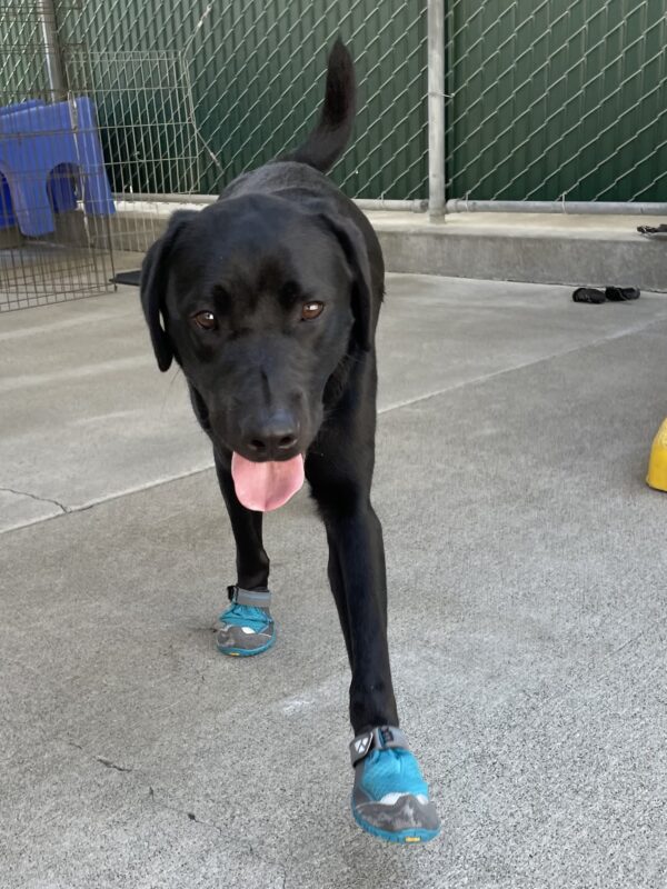 Photo is of Seger running toward the camera with teal booties on all four feet and his tongue hanging out.