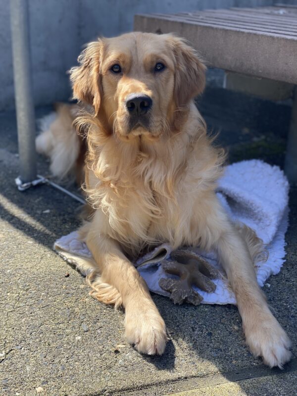 <p>Golden Retriever, Jigsaw, lies by a bench on a fleece mat with his Nylabone. His ears are at attention as he looks curiously into the camera.</p>