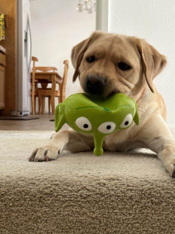 Jackson, yellow lab laying down, playing with a green toy in his mouth.