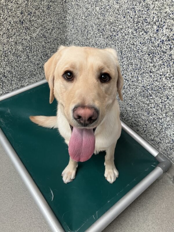 Yellow Lab Conover is sitting on a green bed in his kennel. He is looking at the camera with his tongue hanging out.