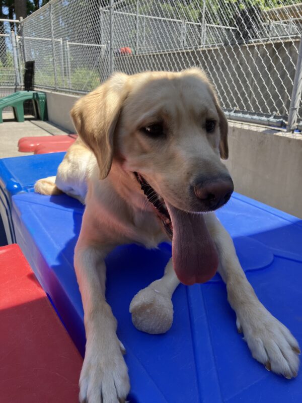 Yellow Lab Conover is lying on a blue play structure in the community run area with a nylabone between his front legs. He is looking off to the side of the camera with his tongue hanging out.