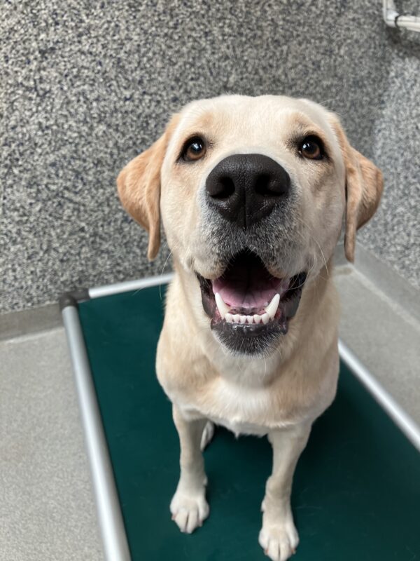 Yellow Lab Debut is sitting in her kennel on a green bed. The speckled wall of the kennel is behind her. Her mouth is slightly open, revealing beautiful white teeth and a pink tongue.