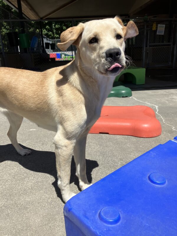 Yellow Lab Debut is standing in the community run area with a variety of brightly colored play structures around her. Her ears are flying up in the air and her pink tongue is sticking slightly out of her mouth.