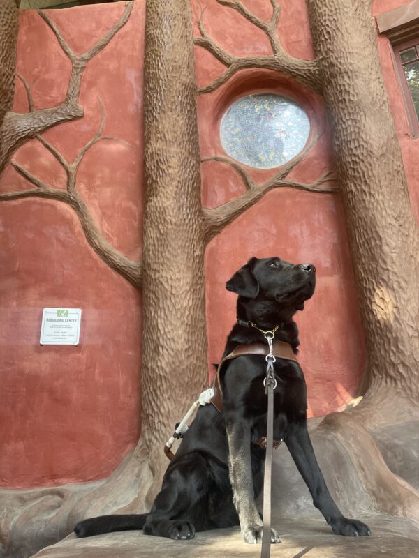 Waverly sits proudly in harness in front of a large sculpted mural of several trees with a red background
