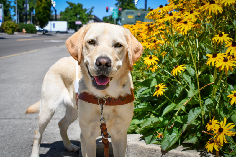 Male Yellow Lab Photon stands by a planter filled with bright yellow flowers. He is wearing a guide dog harness & his mouth is open in a big smile. A road with cars & a blue sky are in the background.