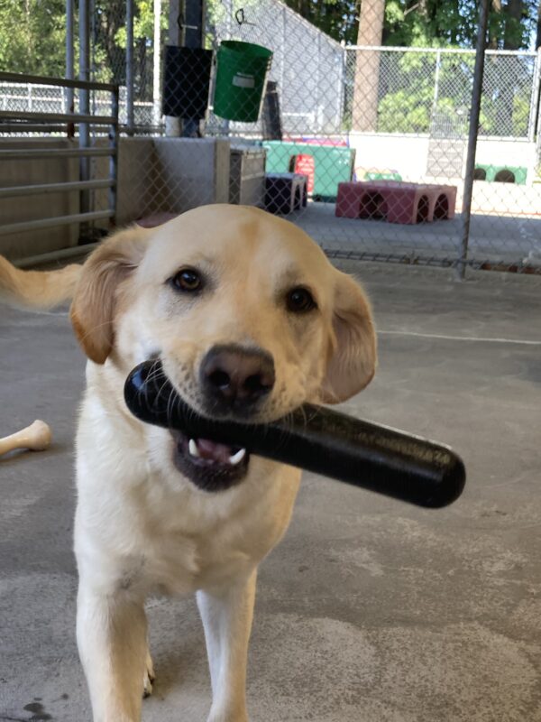 Yellow Lab Photon is holding a black, oblong Gonut in his mouth while approaching the camera. He is in a community run play area.