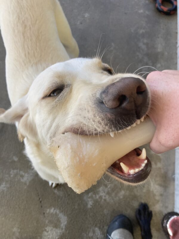 Yellow Lab Panther has his mouth around a Nylabone while a hand holds it for him. He is in a community run play area.