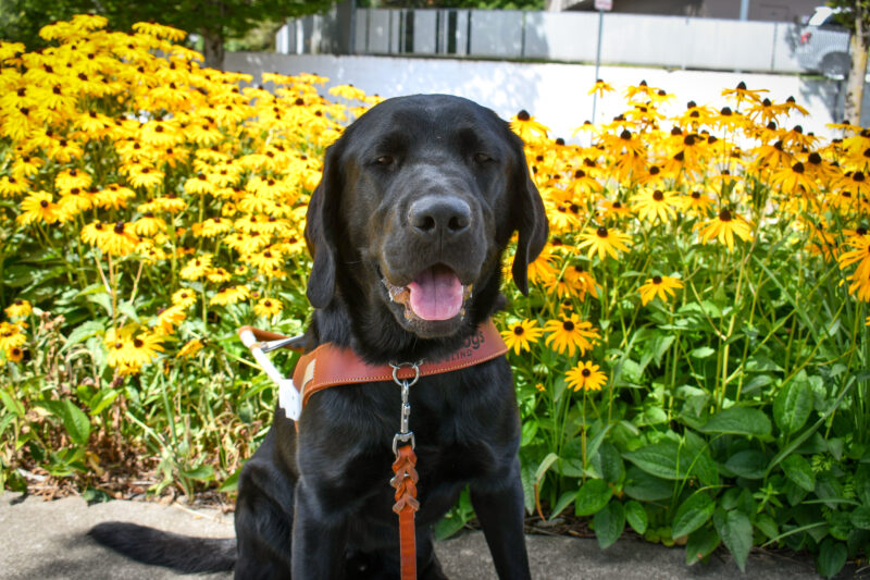 Male Black Lab Michon sits by on a sidewalk lined with bright yellow flowers. He is wearing a guide dog harness and has his tongue out.