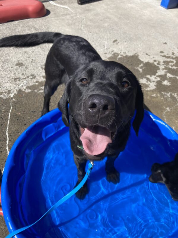 Michon stand with his front feet in a blue kiddie pool, his mouth open in a big smile. He’s in a community run play area and has a blue long line attached to him.