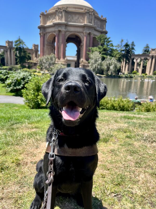 Delmar is sitting on green grass while wearing her harness. Behind her is the Palace of Fine Arts which is located in San Francisco.