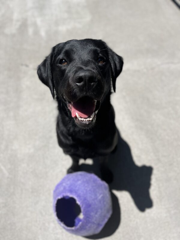 Delmar is sitting in community run. In front of her is a blue jolly ball.