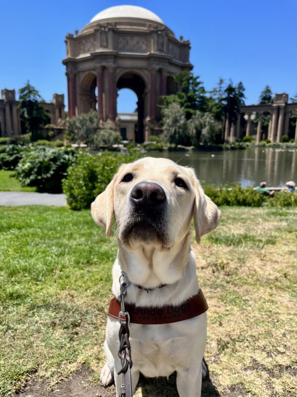 Lantern is sitting on green grass while wearing his harness. Behind him is the Palace of Fine Arts which is located in San Francisco.