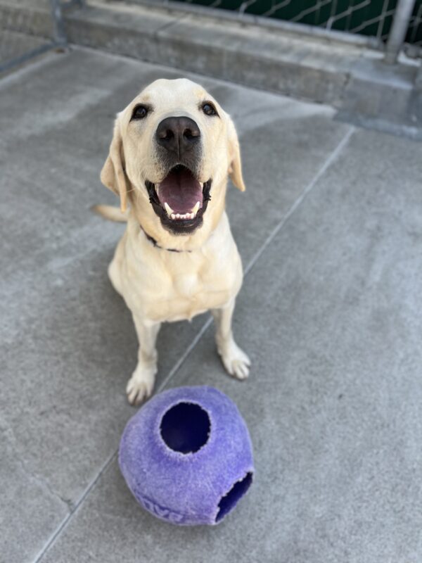 Lantern is sitting in community run. In front of him is a blue jolly ball.