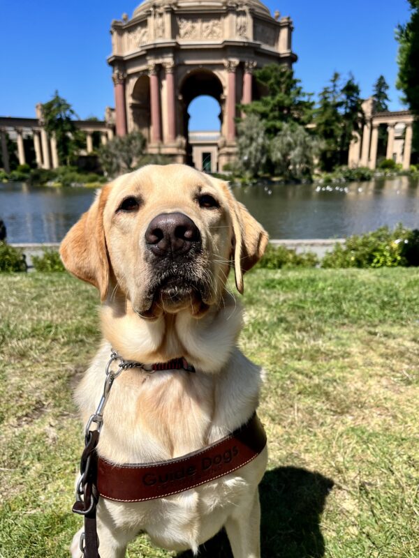 Dean is sitting on green grass while wearing his harness. Behind him is the Palace of Fine Arts which is located in San Francisco.