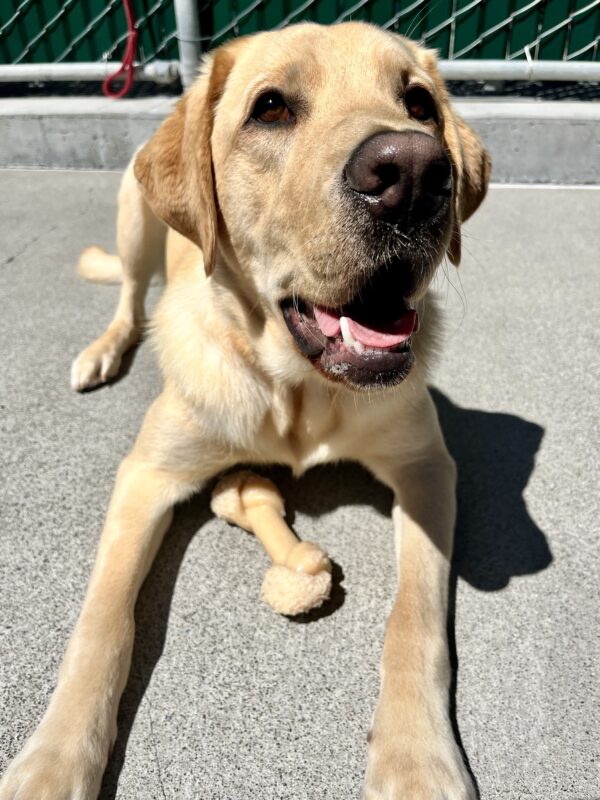 Dean is laying in community run on a sunny day. A nylabone is between his front legs and his eyes are gazing into the camera.